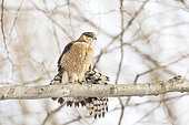 Cooper's Hawk (Accipiter cooperii) stretching its wings. Southern Mauricie region. Province of Quebec. Canada.