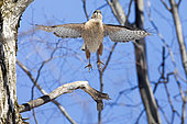 Cooper's hawk ( accipiter cooperii) taking flight with outstretched wings. Central Quebec region. Province of Quebec. Canada