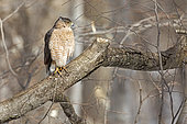 Cooper's Hawk (Accipiter cooperii) on a branch. Southern Mauricie region. Province of Quebec. Canada.