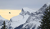 Aigle royal (Aquila chrysaetos) en vol au-dessus des Alpes en hiver, Samoëns, Haute-Savoie, France