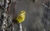 Yellowhammer (Emberiza citrinella) in a hedge sheltered from the winter wind Vosges du Nord Regional Nature Park, France