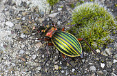 Ground beetle (Chrysocarabus auronitens), Vosges du Nord Regional Nature Park, France