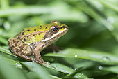 Pool Frog (Pelophylax lessonae) on grass, Vosges du Nord Regional Nature Park, France
