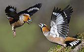Hawfinch (Coccothraustes coccothraustes) males fighting, Vosges du Nord Regional Nature Park, France