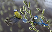 Blue tits (Cyanistes caeruleus) on a willow tree, Vosges du Nord Regional Nature Park, France