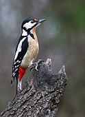 Spotted woodpecker (Dendrocopos major) male on top of a dead branch Vosges du Nord Regional Nature Park, France