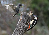 Spotted woodpecker (Dendrocopos major) male and Common Starling (Sturnus vulgaris) on top of a dead branch Vosges du Nord Regional Nature Park, France