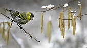 Siskin (Spinus spinus) on a hazel tree, Vosges du Nord Regional Nature Park, France