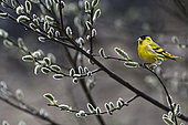 Siskin (Spinus spinus) in a willow tree, Vosges du Nord Regional Nature Park, France