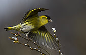 Siskin (Spinus spinus) flying from a willow tree, Vosges du Nord Regional Nature Park, France