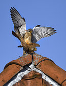 Faucon crécerelle (Falco tinnunculus) accouplement au sommet d'un toit, Parc naturel régional des Vosges du Nord, France