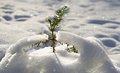 Snow-covered silver fir (Abies alba), Vosges du Nord Regional Nature Park, France