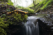 Salamandre tachetée (Salamandra salamandra) au bord d'un ruisseau, Parc naturel régional des Vosges du Nord, France