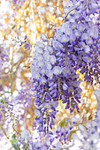 Wisteria (Wisteria sinensis)
