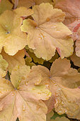 Heuchera 'Caramel'