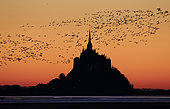 Brent Geese (Branta bernicla) reaching the bay of Mont-Saint-Michel to spend the night, Manche, Normandy, France.