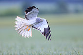Hen Harrier (Circus cyaneus) in flight in spring, looking for prey above a cereal field in the plains of Calvados, Normandy, France