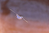 Northern Fulmar (Fulmarus glacialis) in flight along the cliffs of Bessin, Calvados, Normandy, France