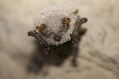 Murin à moustaches (Myotis mystacinus) en hibernation dans une cavité calcaire. La chauve souris est recouverte de goutte de condensation, Normandie, France