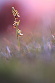 Early Spider-orchid (Ophrys aranifera) in bloom on a limestone hillside in Calvados at sunset, Normandy, France