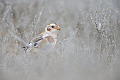 Snow Bunting (Plectrophenax nivalis) overwintering on a beach in search of food, Normandy, France