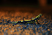 Speckled salamander (Salamandra salamandra) crossing a road to join is reproductive site, Normandy, France