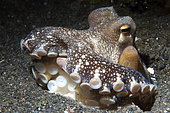 Veined Octopus (Octopus marginatus) with shell for protection, Jahir dive site, Lembeh Straits, Sulawesi, Indonesia