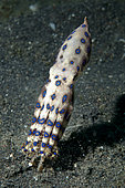 Blue-ringed Octopus (Hapalochlaena sp) on black sand, Bronsel dive site, Lembeh Straits, Sulawesi, Indonesia