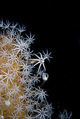 Sea Pen (Veretillum sp) polyps, Jahir dive site, Lembeh Straits, Sulawesi, Indonesia