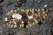 Sole striée (Soleichthys heterorhinos) juvénile sur sable noir, plongée de nuit, Site de plongée de Jahir, Détroit de Lembeh, Sulawesi, Indonésie
