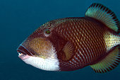 Titan Triggerfish (Balistoides viridescens), Magic Rock dive site, Lembeh Straits, Sulawesi, Indonesia
