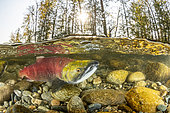 Split level of a Sockeye salmon male (Oncorhynchus nerka) in shallow water migrates back to the river of their birth to spawn. Adams river, British Columbia, Canada