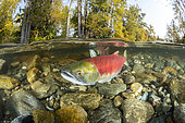 Split level of a Sockeye salmon female (Oncorhynchus nerka) in shallow water migrates back to the river of their birth to spawn. Adams river, British Columbia, Canada