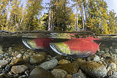 Split image of two Male Sockeye salmon (Oncorhynchus nerka). migrates back to the river of their birth to spawn. Adams river, British Columbia, Canada