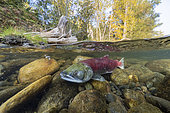 Split level of a Sockeye salmon female (Oncorhynchus nerka) in shallow water migrates back to the river of their birth to spawn. Adams river, British Columbia, Canada