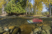 Split level of a Sockeye salmon male (Oncorhynchus nerka) in shallow water migrates back to the river of their birth to spawn. Adams river, British Columbia, Canada
