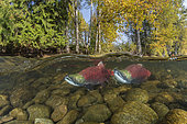 Split level of a Sockeye salmon males (Oncorhynchus nerka) in shallow water migrates back to the river of their birth to spawn. Adams river, British Columbia, Canada