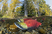 Saumon rouge (Oncorhynchus nerka) mâles en eau peu profonde migrant vers sa rivière natale pour frayer. Rivière Adams, Colombie-Britannique, Canada