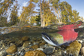 Saumon rouge (Oncorhynchus nerka) mâle en eau peu profonde migrant vers sa rivière natale pour frayer. Rivière Adams, Colombie-Britannique, Canada