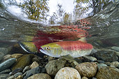 Sockeye salmon female (Oncorhynchus nerka) and male on the back in shallow water migrates back to the river of their birth to spawn. Adams river, British Columbia, Canada