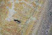 Phoque veau marin (Phoca vitulina) adulte sur un banc de sable de la baie des Veys, manche, Normandie, France - deuxième colonie de reproduction française par son importance
