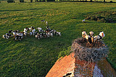 White stork (Ciconia ciconia) nesting on an old farm in the middle of a pasture with Norman cows in the Cotentin and Bessin regional park. Normandy, France