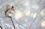 Red squirrel (Sciurus vulgaris) on a branch in winter, Finland