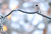 Bullfinch (Pyrrhula pyrrhula) female on a branch in Finnish Lapland