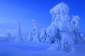 Snow-covered spruce trees in the moonlight in Riisitunturi National Park, Finland