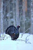 Capercaillie (Tetrao urogallus) displaying in the taiga in spring, Finland
