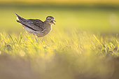 Stone-curlew (Burhinus oedicnemus) singing in a field during the nuptial period, Plaine céréalière du Calvados, Normandy, France