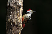 Middle Spotted Woodpecker (Dendrocopos medius) on a dead tree trunk looking for food in the undergrowth, Europe