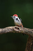 Middle spotted woodpecker (Dendrocopos medius) on a branch in an undergrowth, Europe