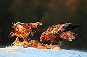 Golden Eagle (Aquila chrysaetos) pair feeding on a fox carcass in winter, Finland